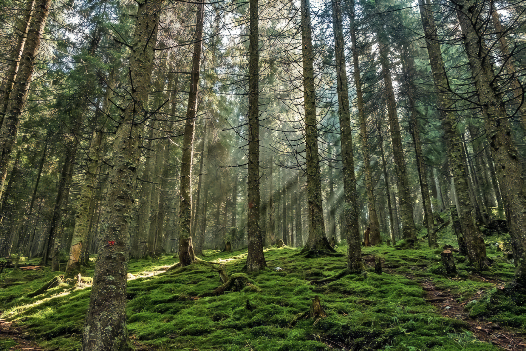 Pine Forests of North Carolina