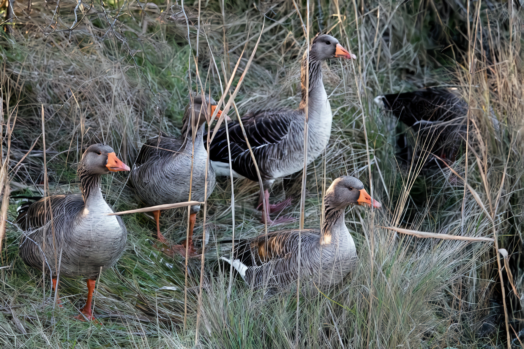 Ducks at the Laguna