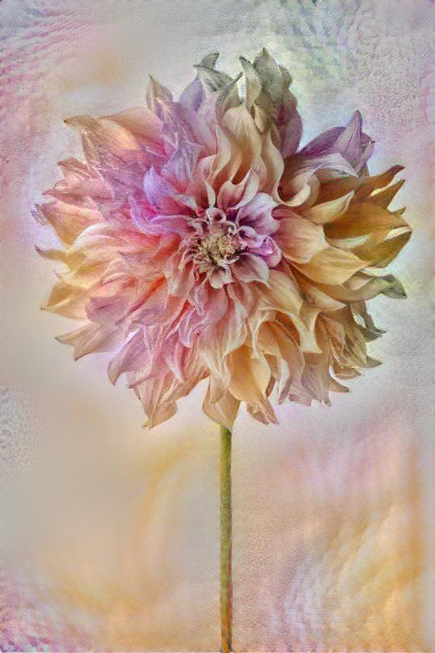 Dahlia Dream