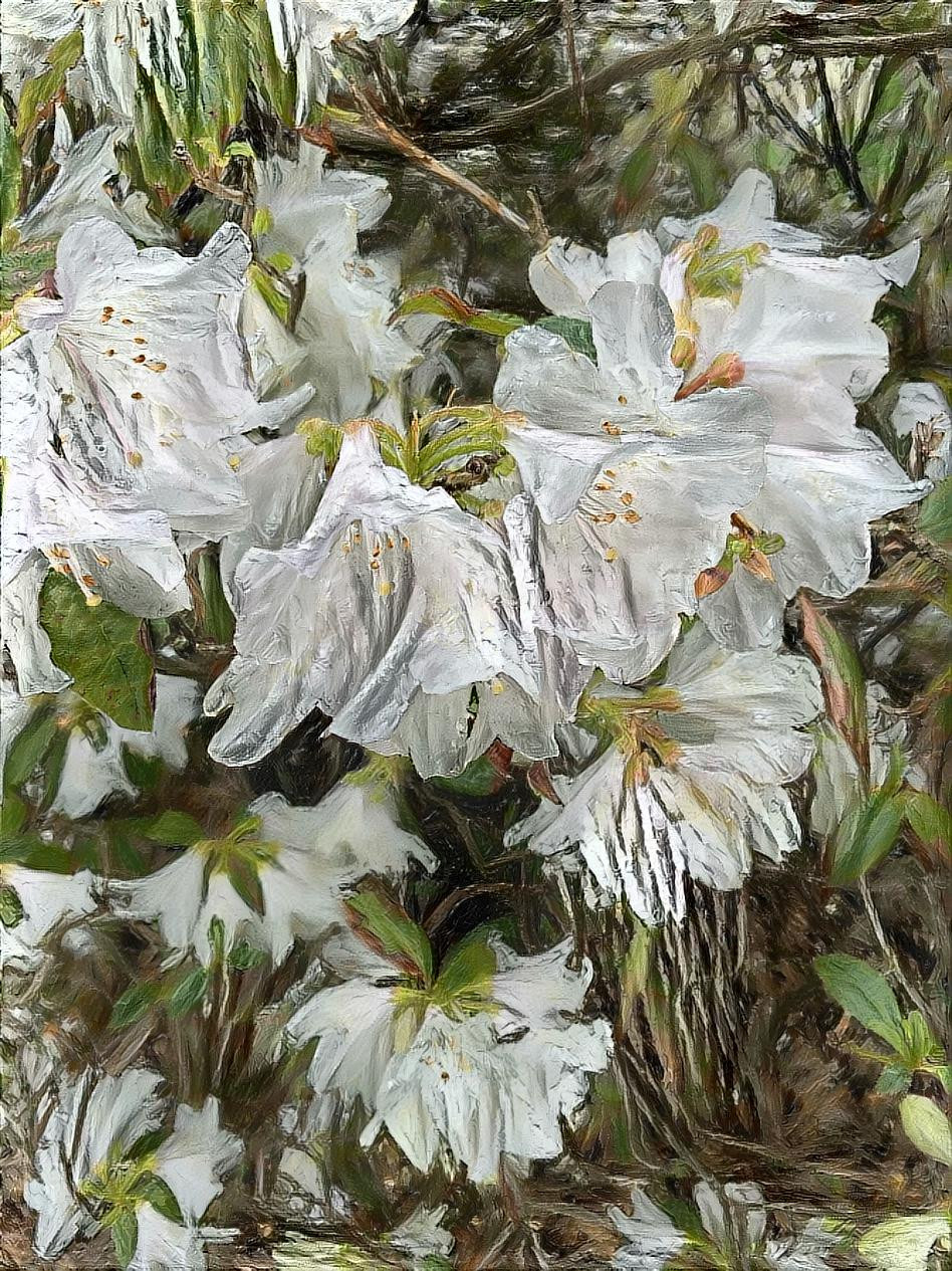 Rhododendron 