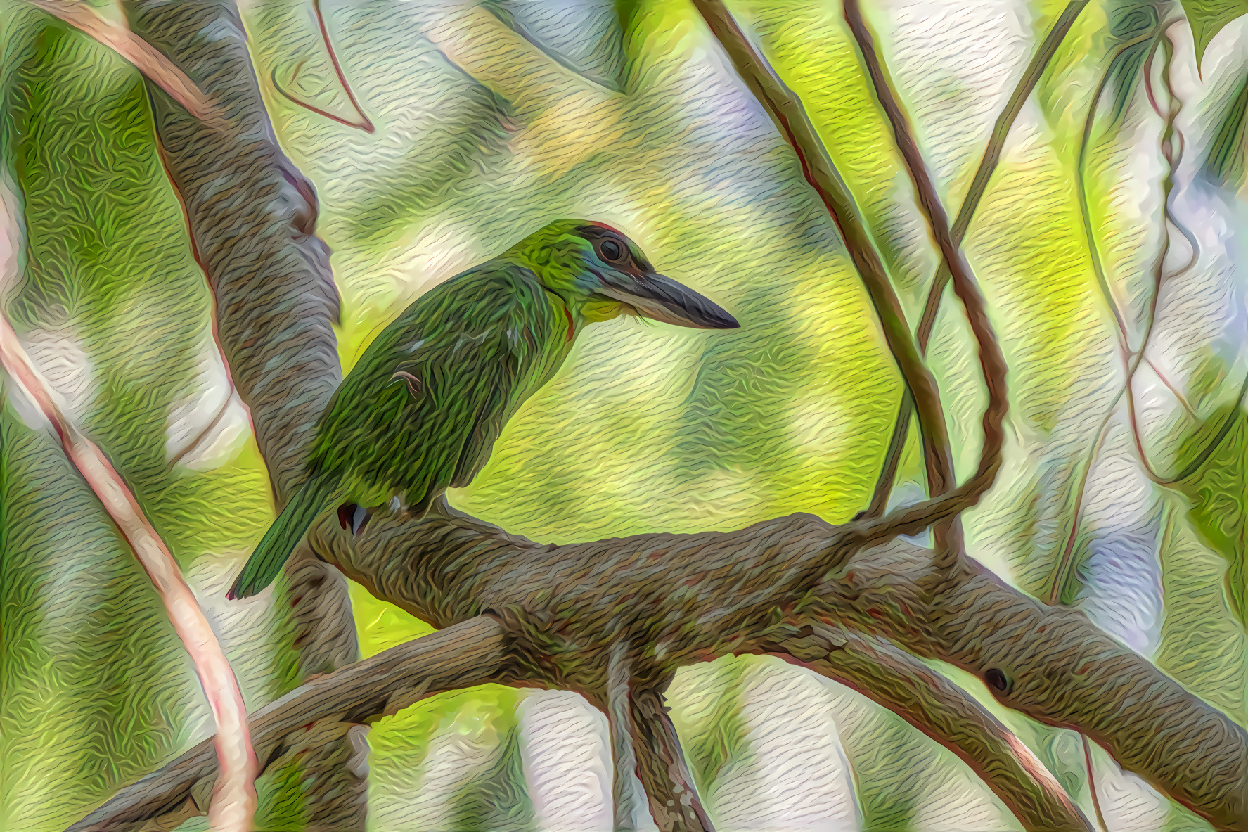 Red-throated Barbet, Indonesia, Thailand