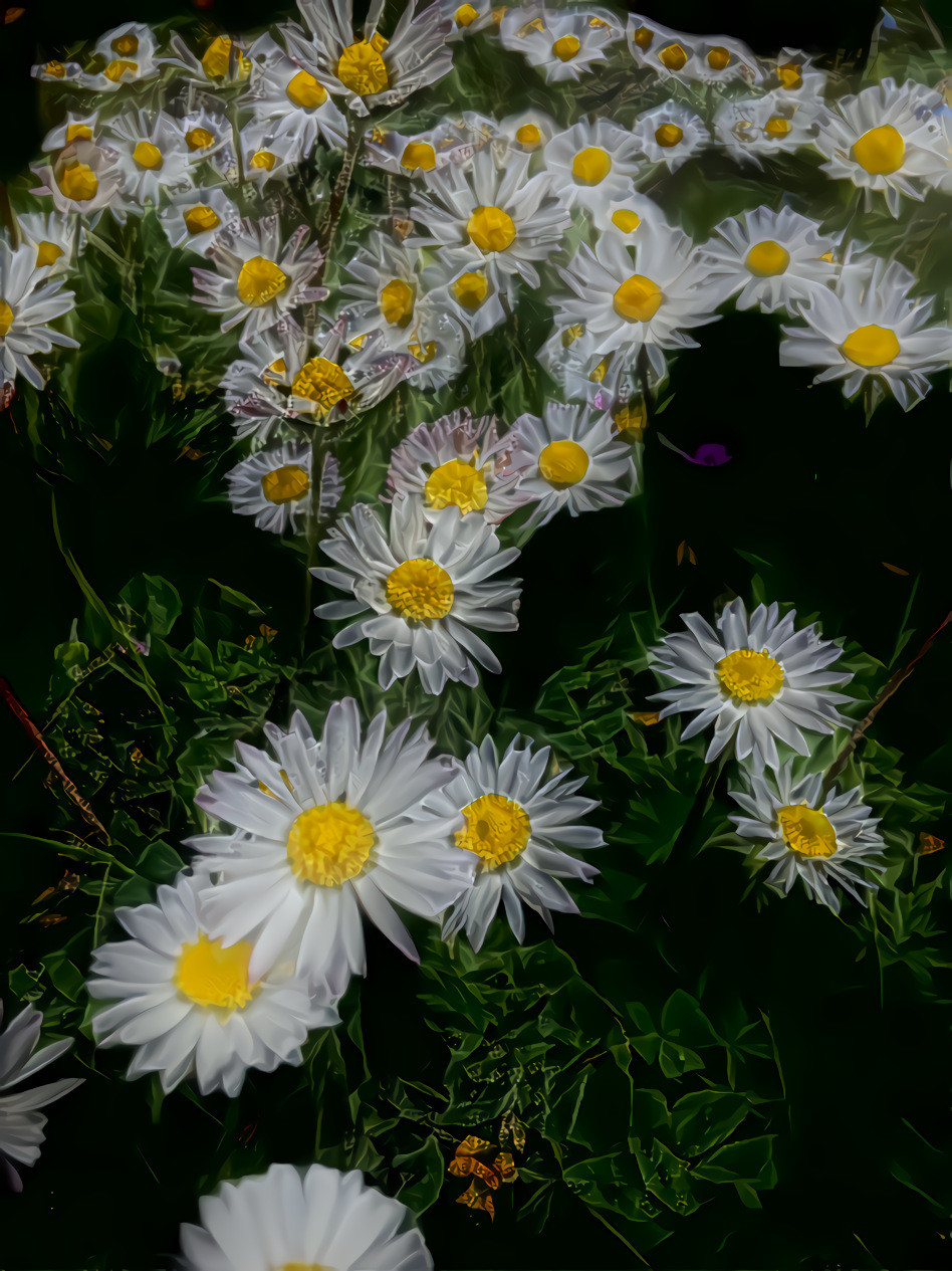 Daisies 