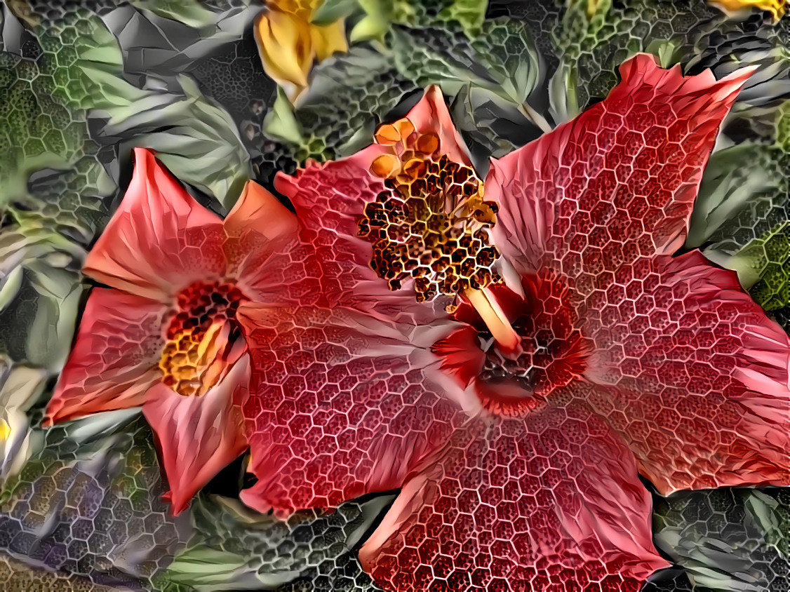 Hibiscus Honeycomb