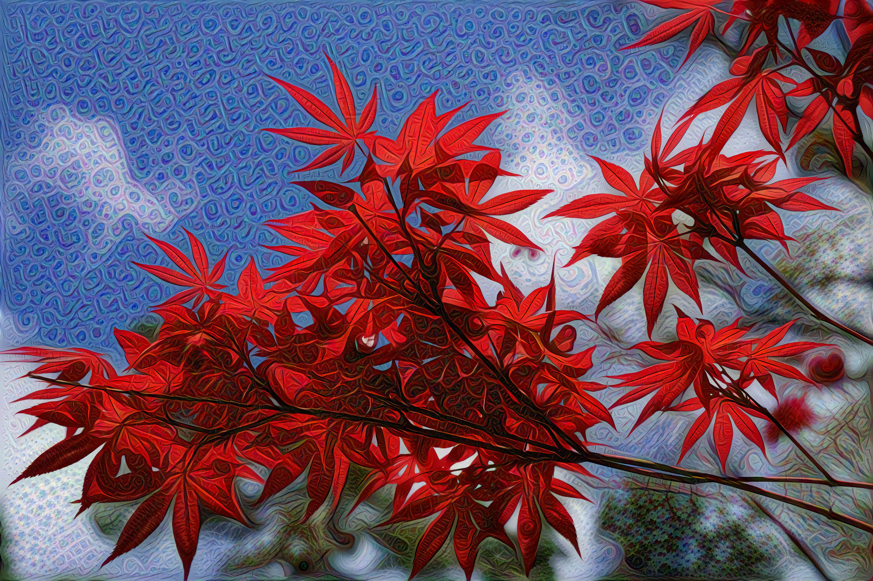 Japanese Red Maple