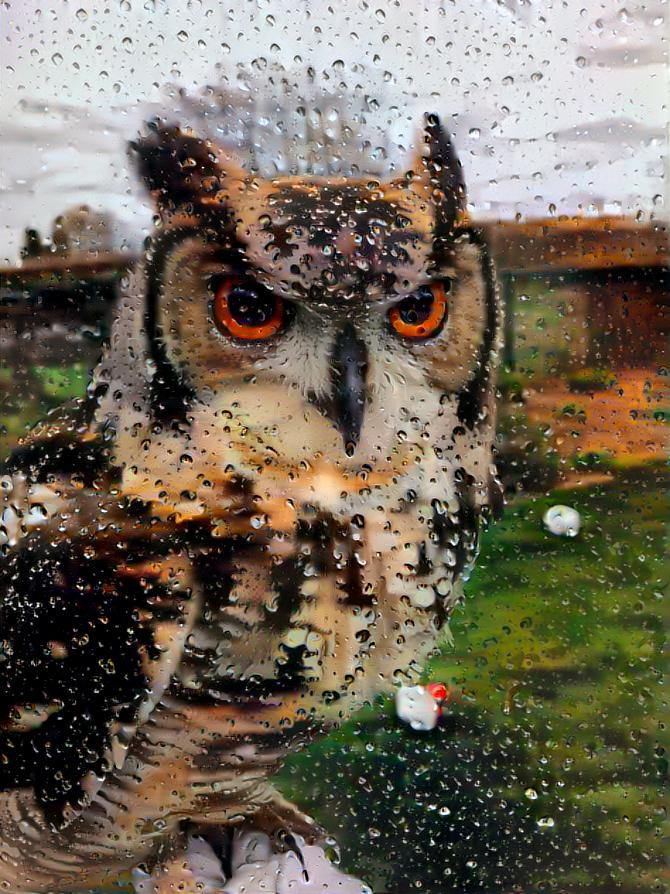 An owl in the rain