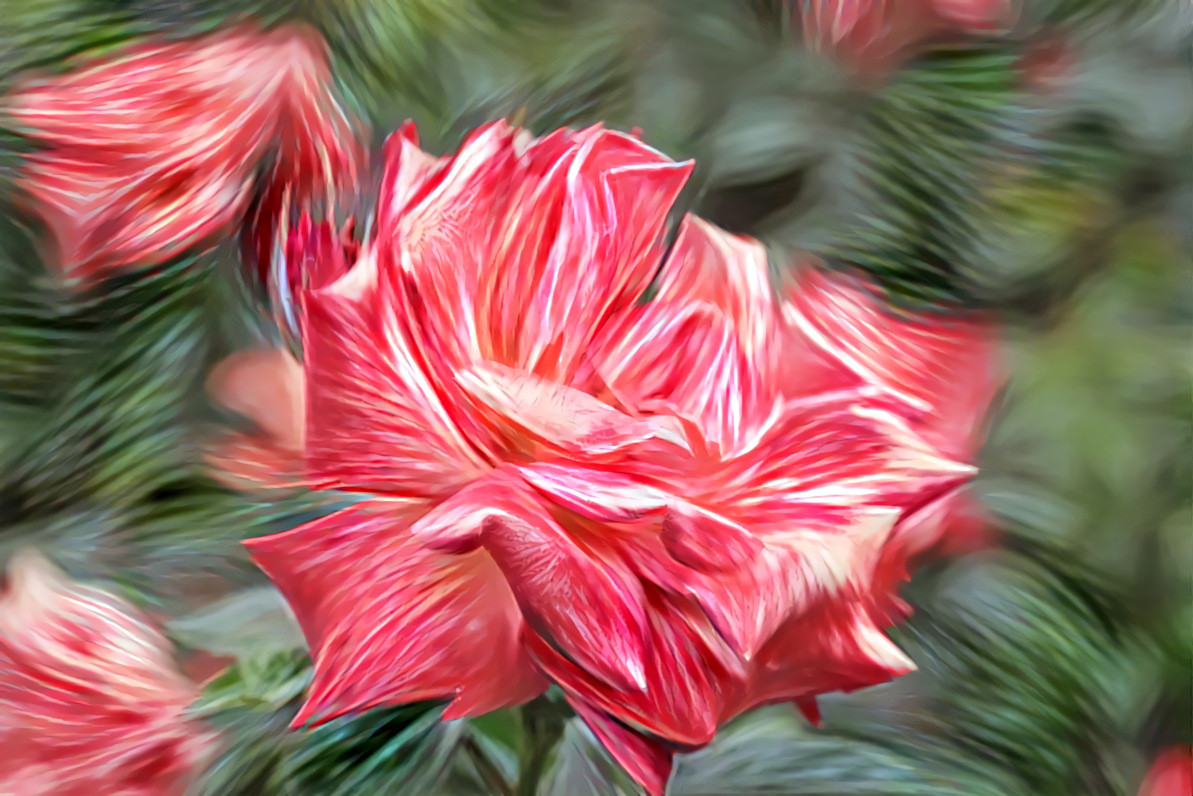 Kaleidoscope Rose