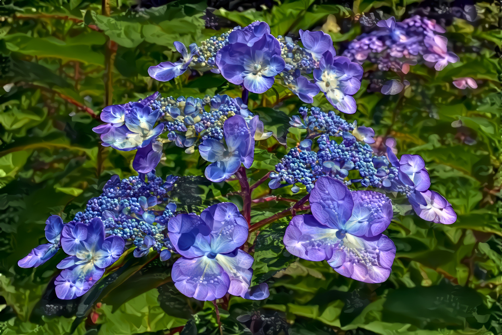 Hydrangea Cape Cod