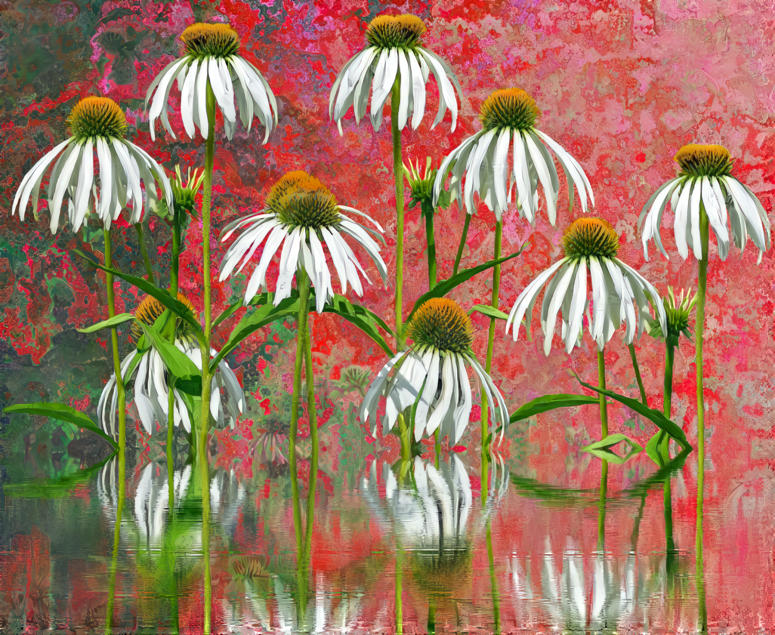 White Coneflowers Echinacia