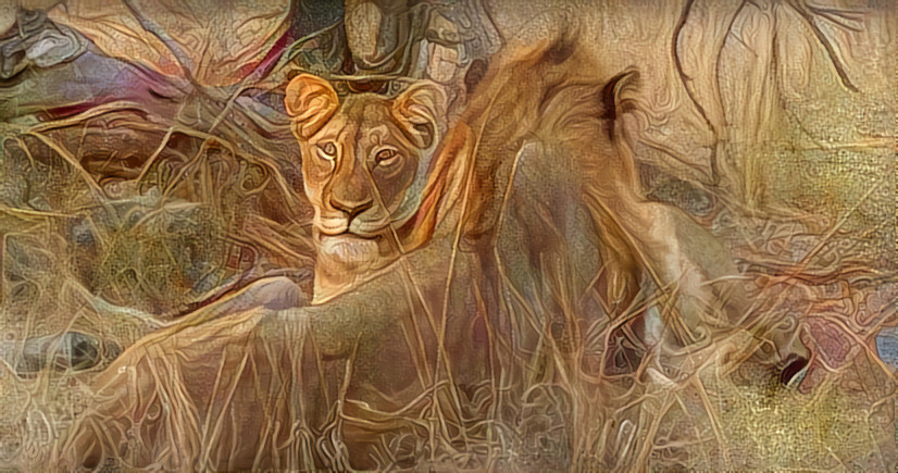 Nkuhuma lioness Amber Eyes and Avoca male about to roar. Djuma, South Africa. Wild Earth. https://youtu.be/j2YqidDJ1gA