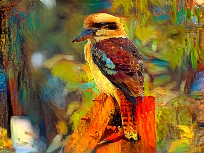 Kookaburra