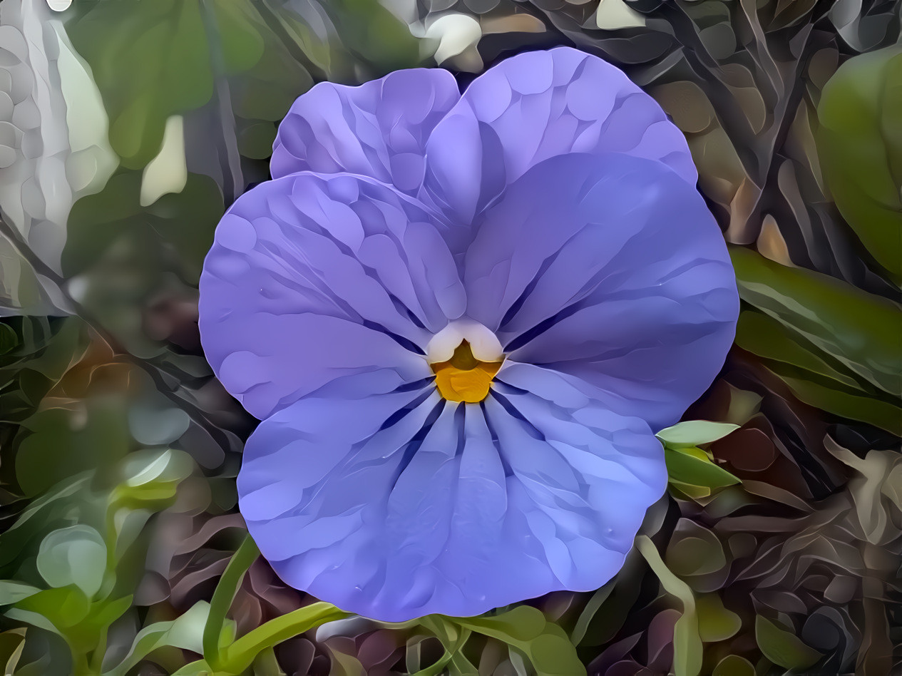 Pansy