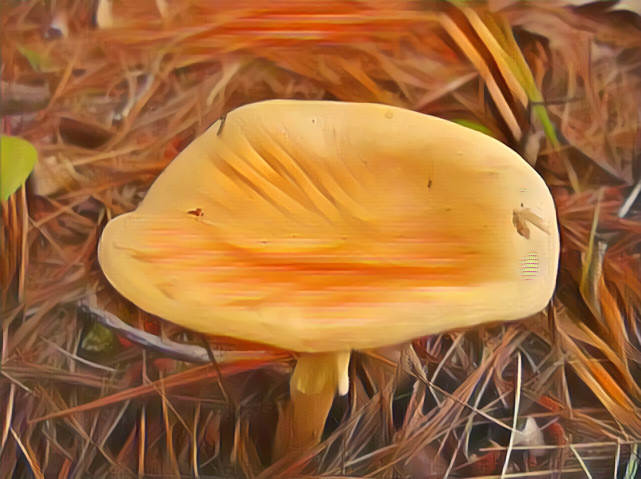 Large Mushroom