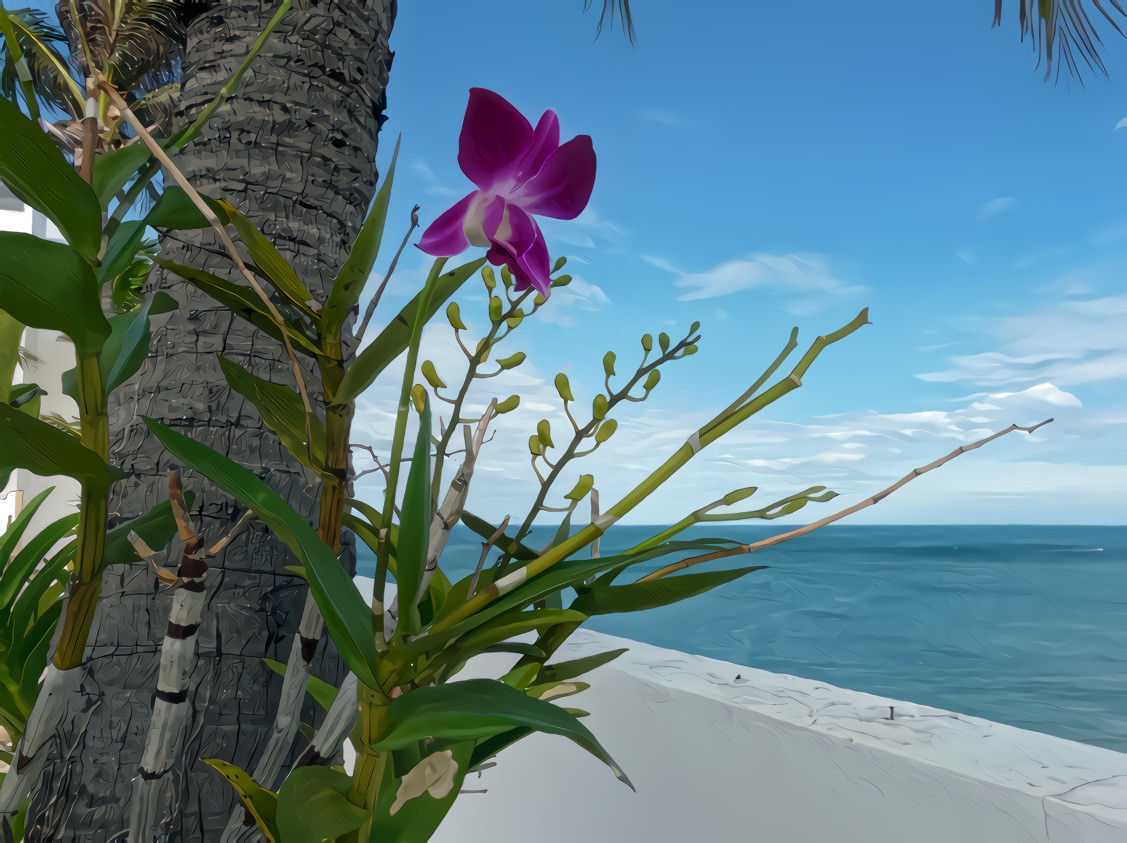 Orchids on the tree, seacoast Thailand