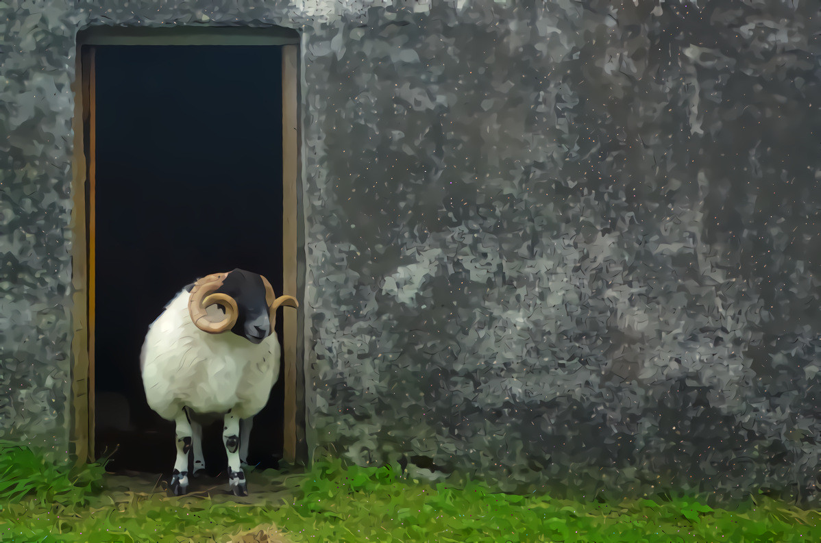 Highland Shepherd...