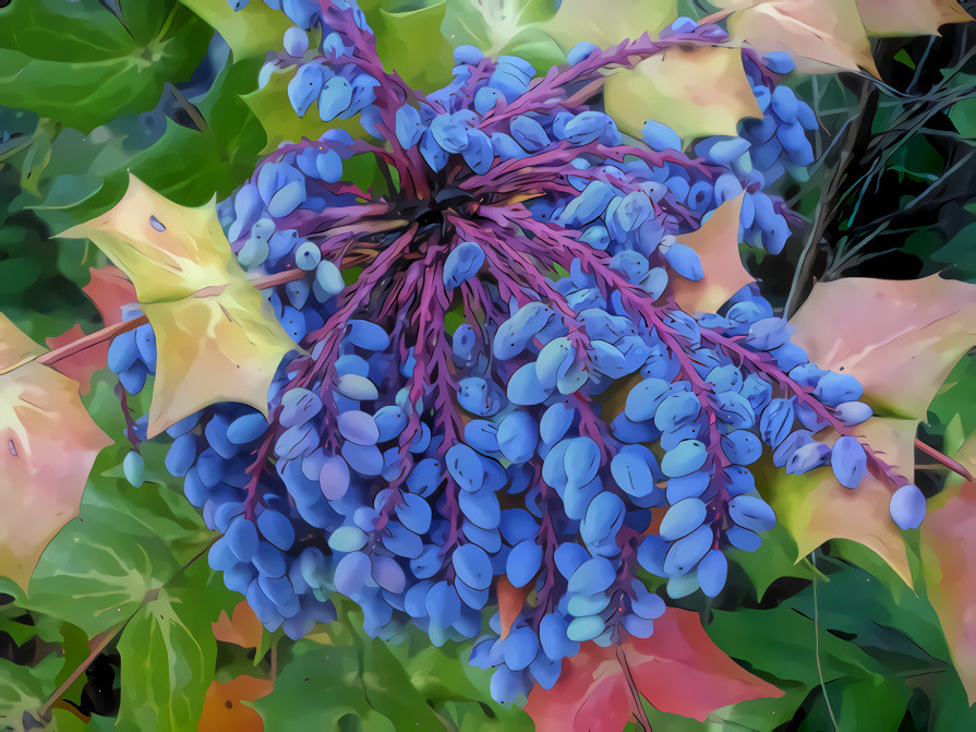 Oregon Grape Holly