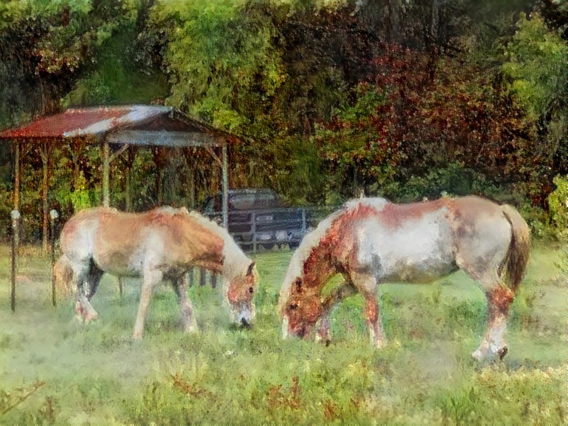 My Haflinger mare Bella, and my BFF's gelding, Happy.