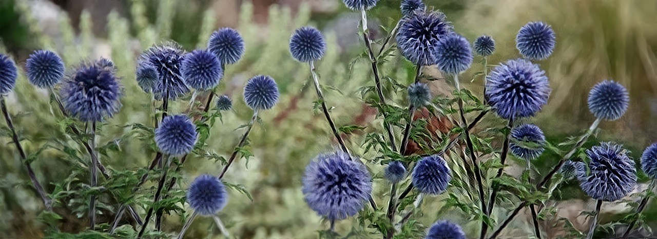 Echinops - Globe Thistle Blue