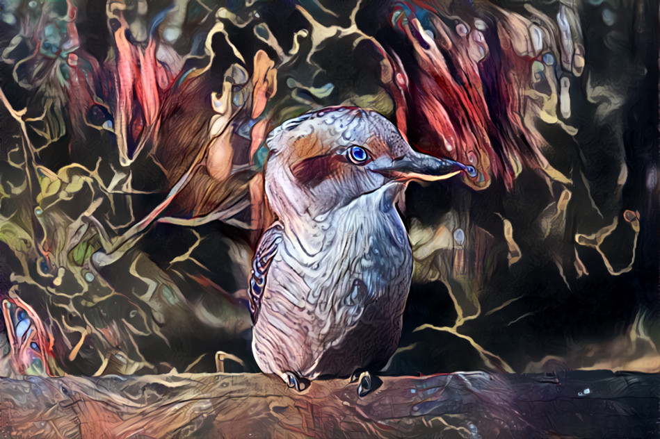 Kookaburra