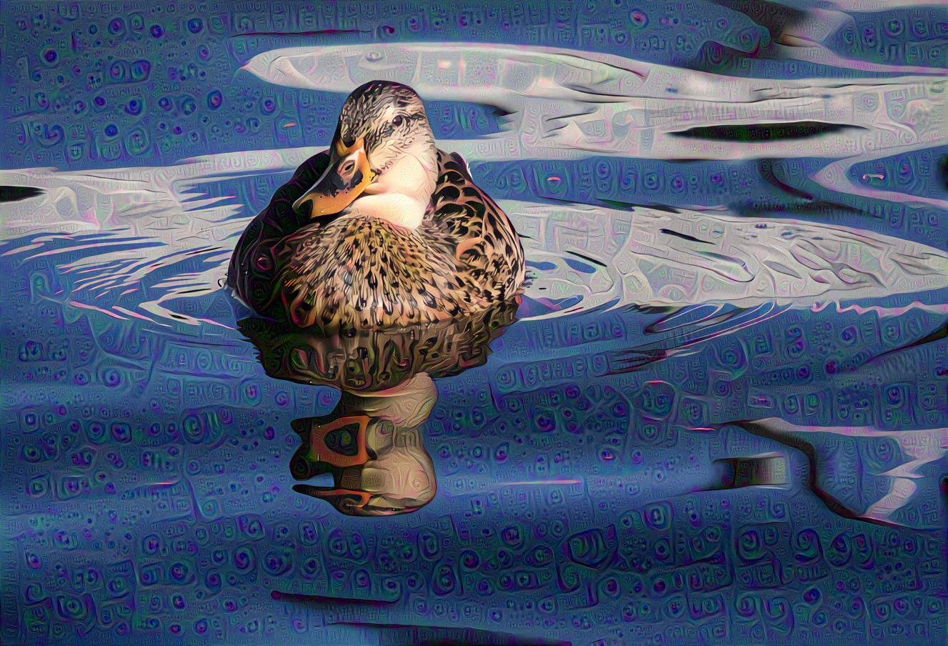 Female Mallard Duck