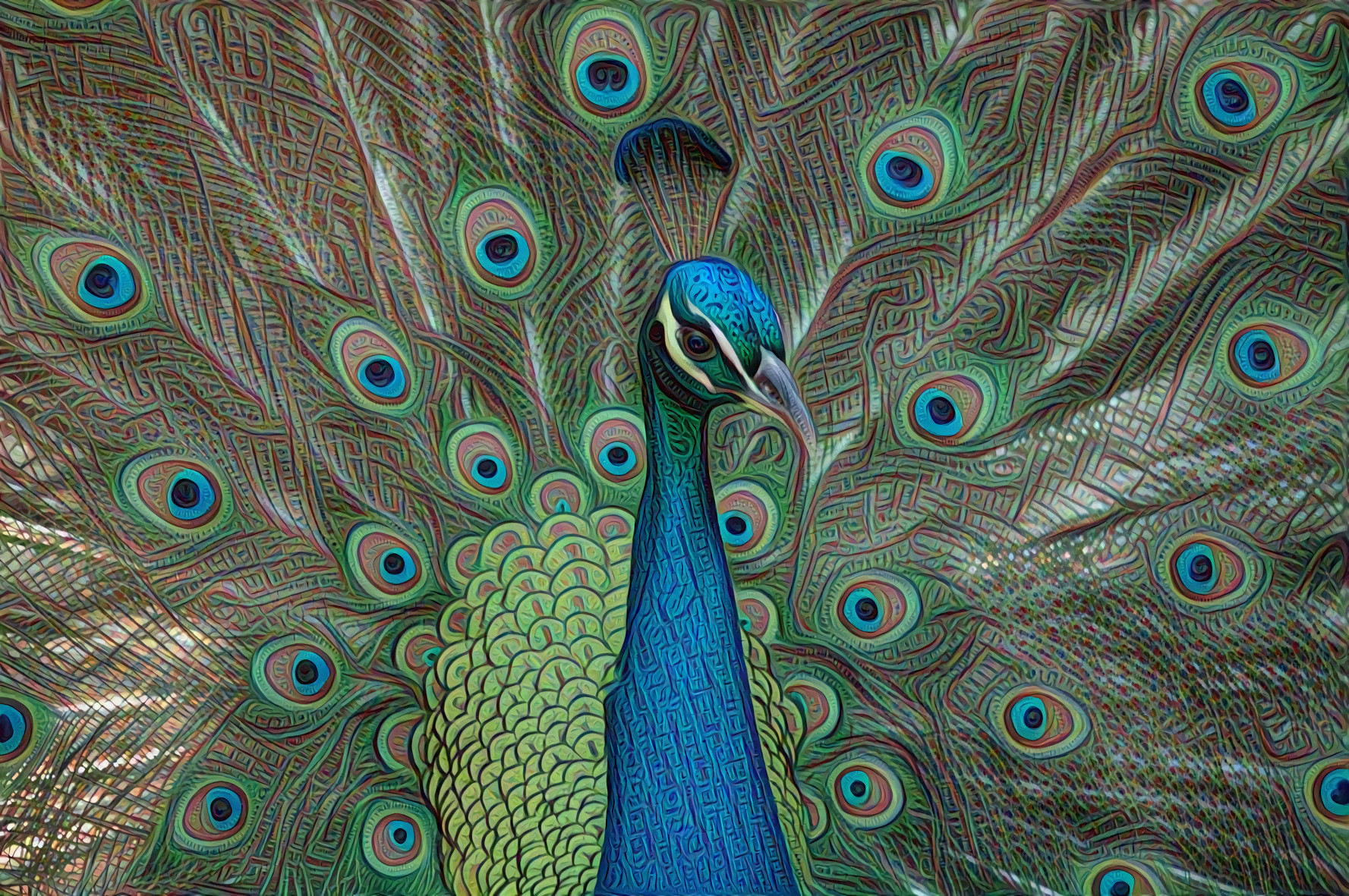 Peacock and Tail