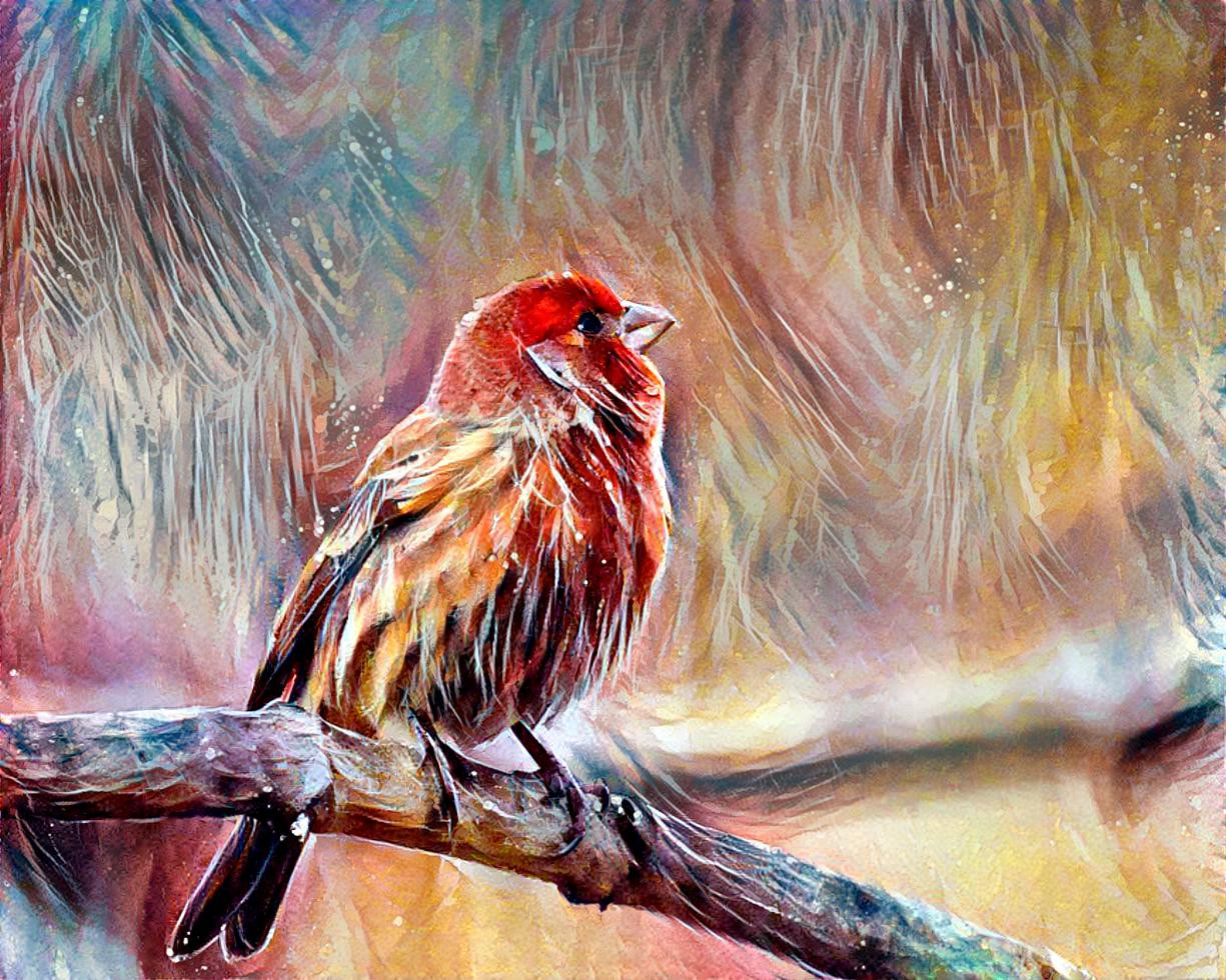 House Finch