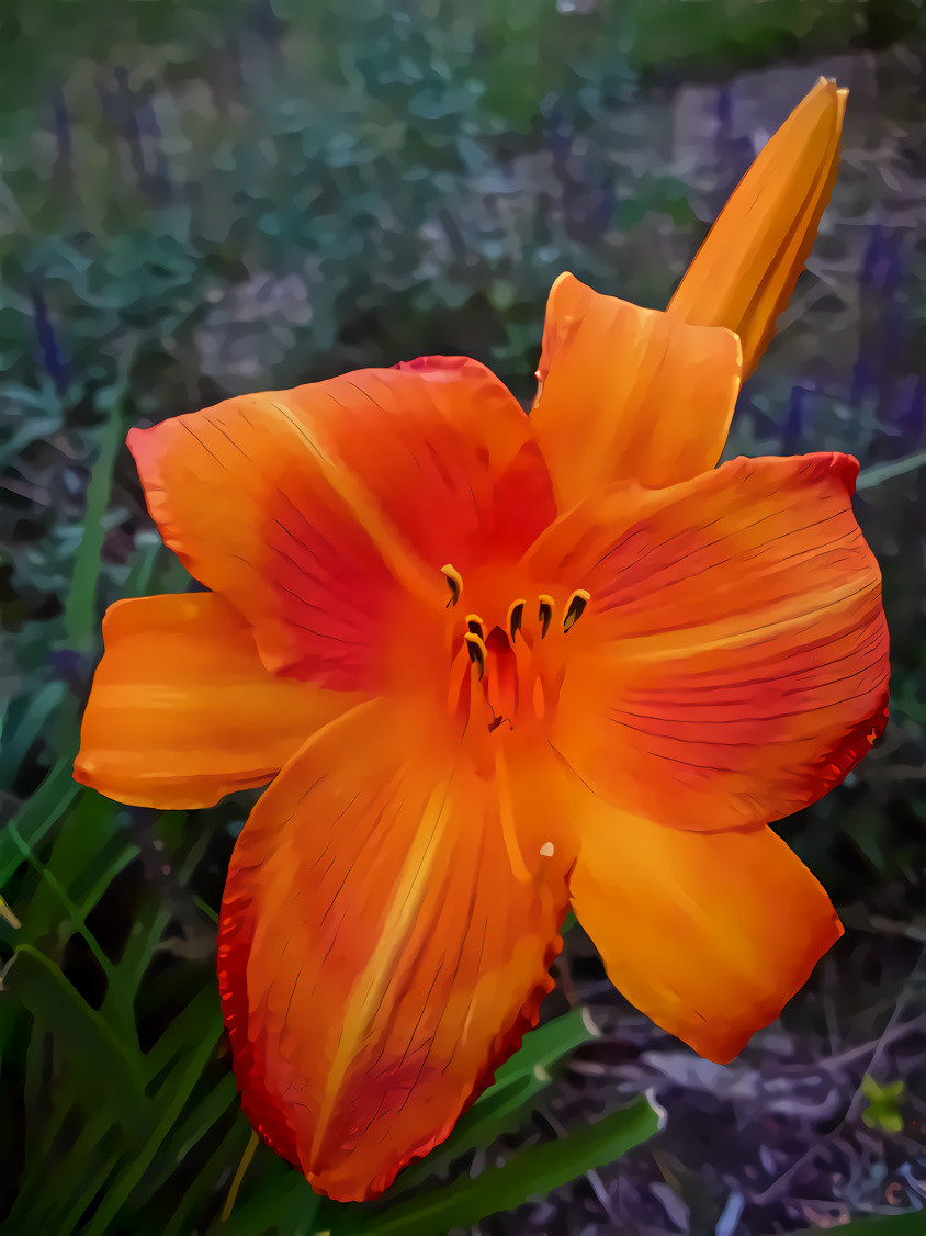 Day Lily