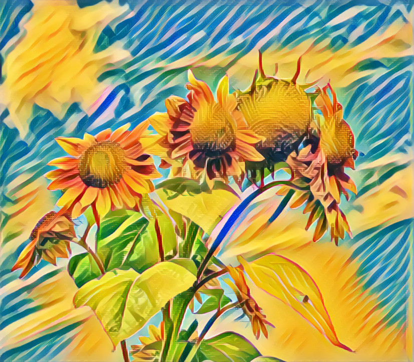 Sunflowers