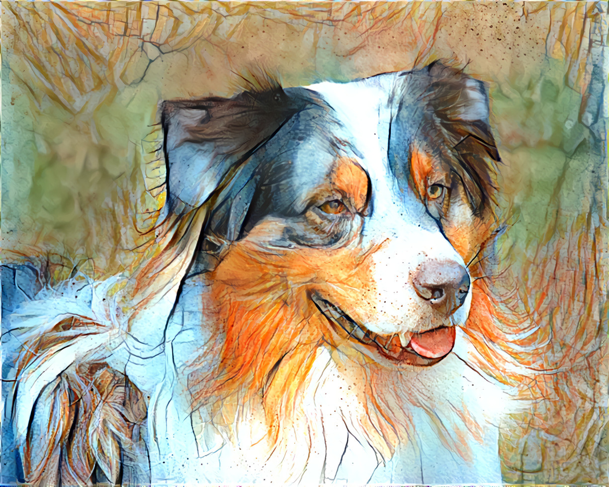 Blue merle Australian Shepherd