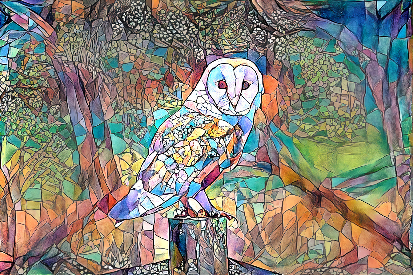 Barn Owl