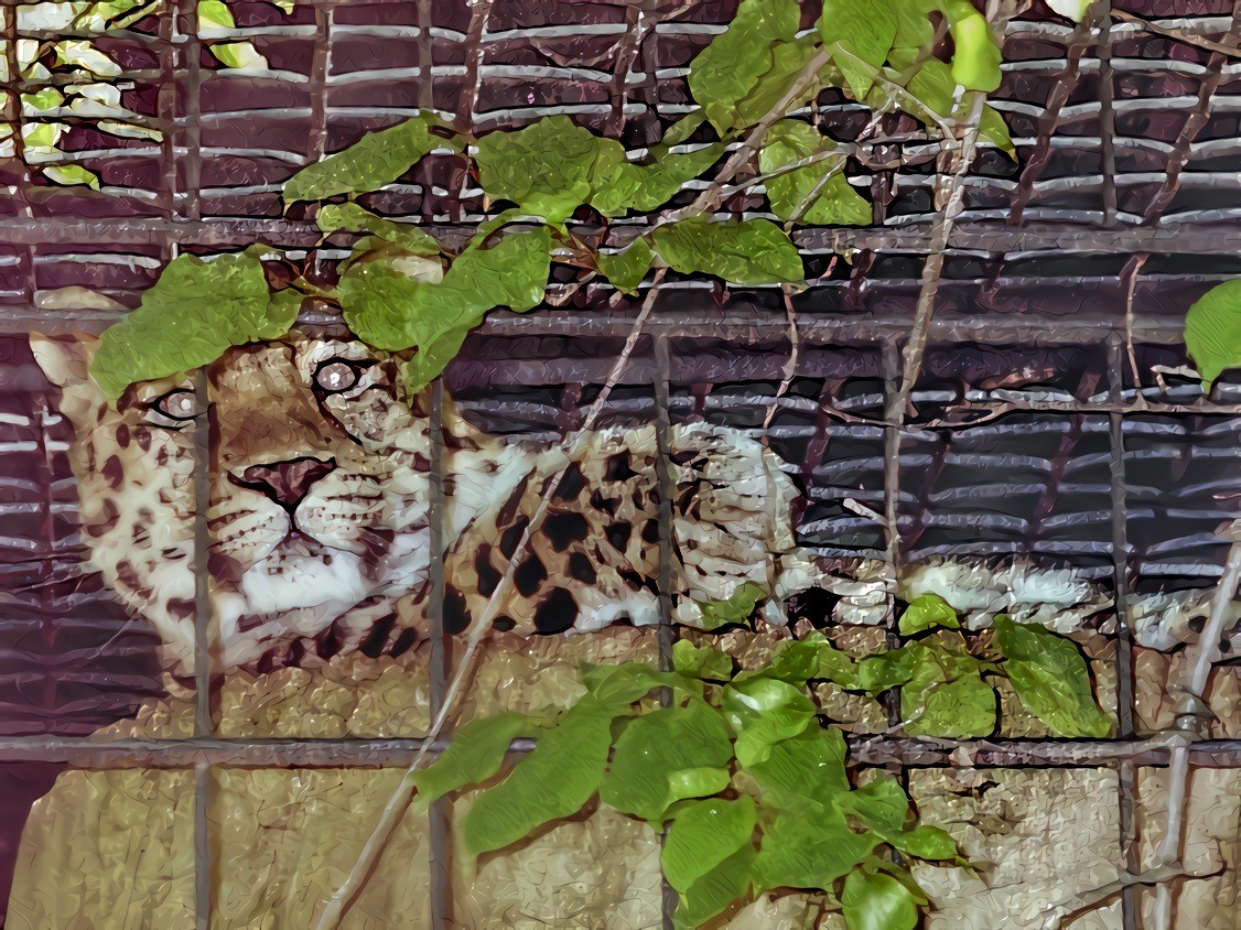 Set him free! (A tiger in the zoo, my only photo of a tiger)