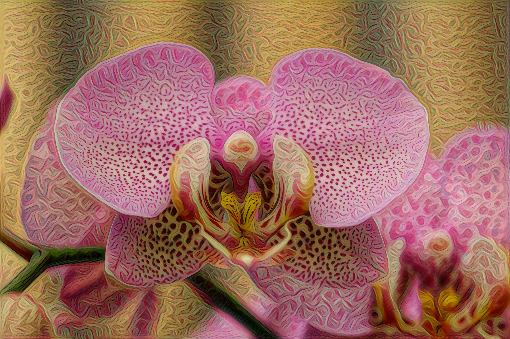 Orchid   Phalaenopsis