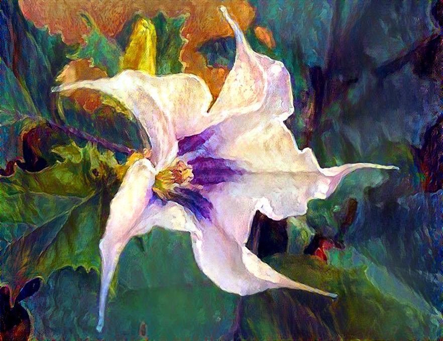 Datura flower