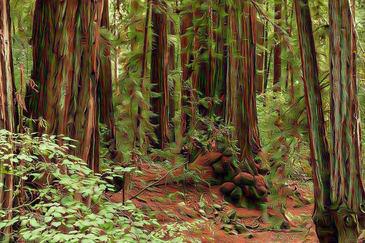 Redwood Forest