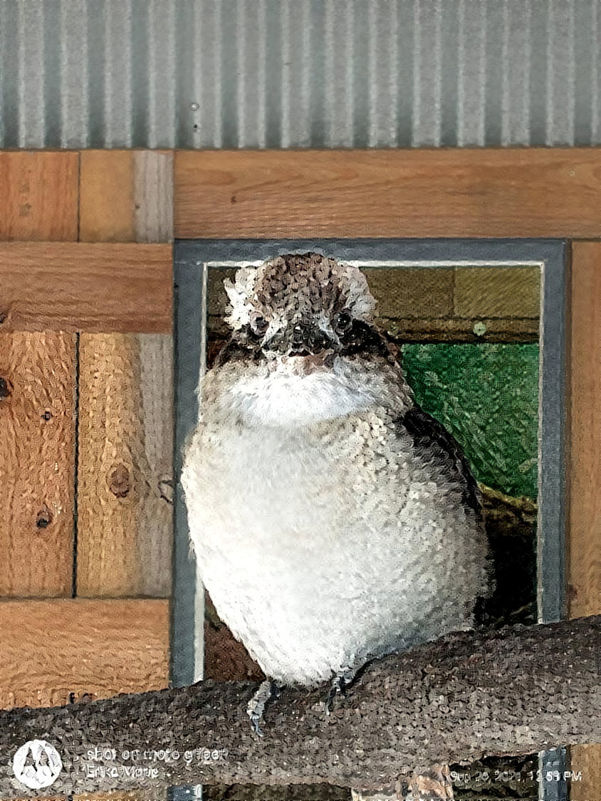 Kookaburra