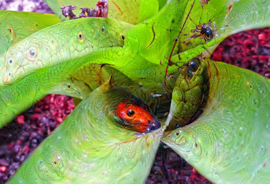 Little Poisonous Frog Costa Rica