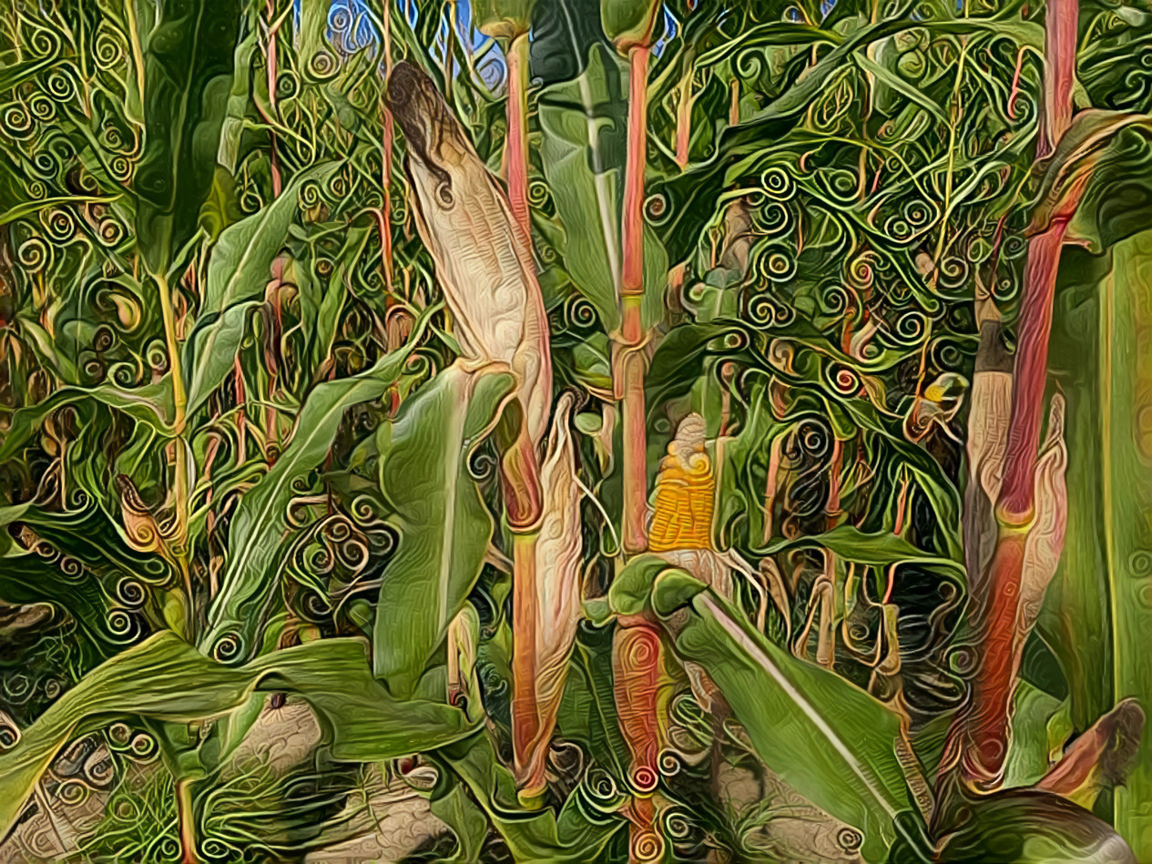 corn