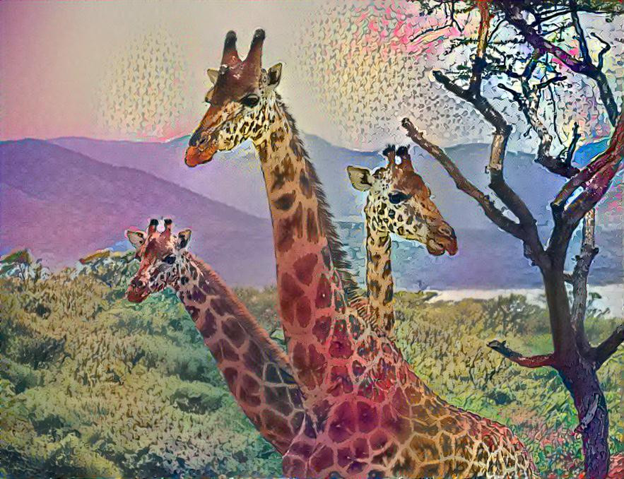 3 Giraffes