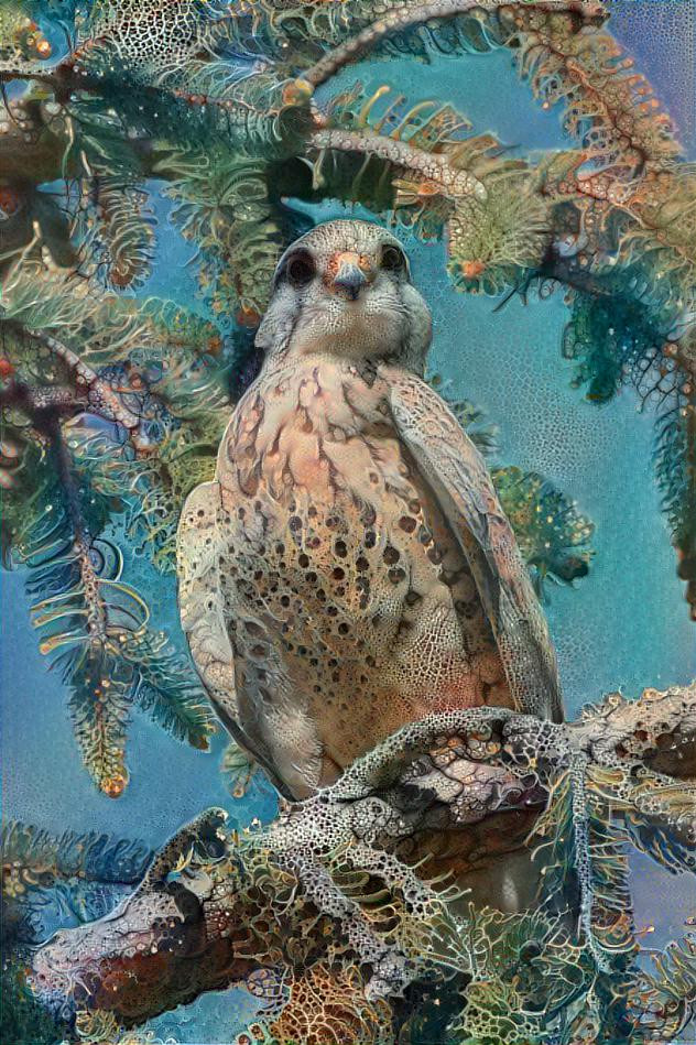 Kestrel in a tree (own photo)