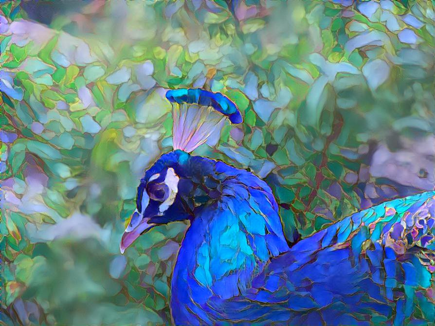 Peacock