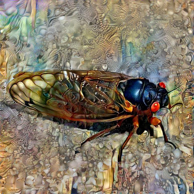 Cicada