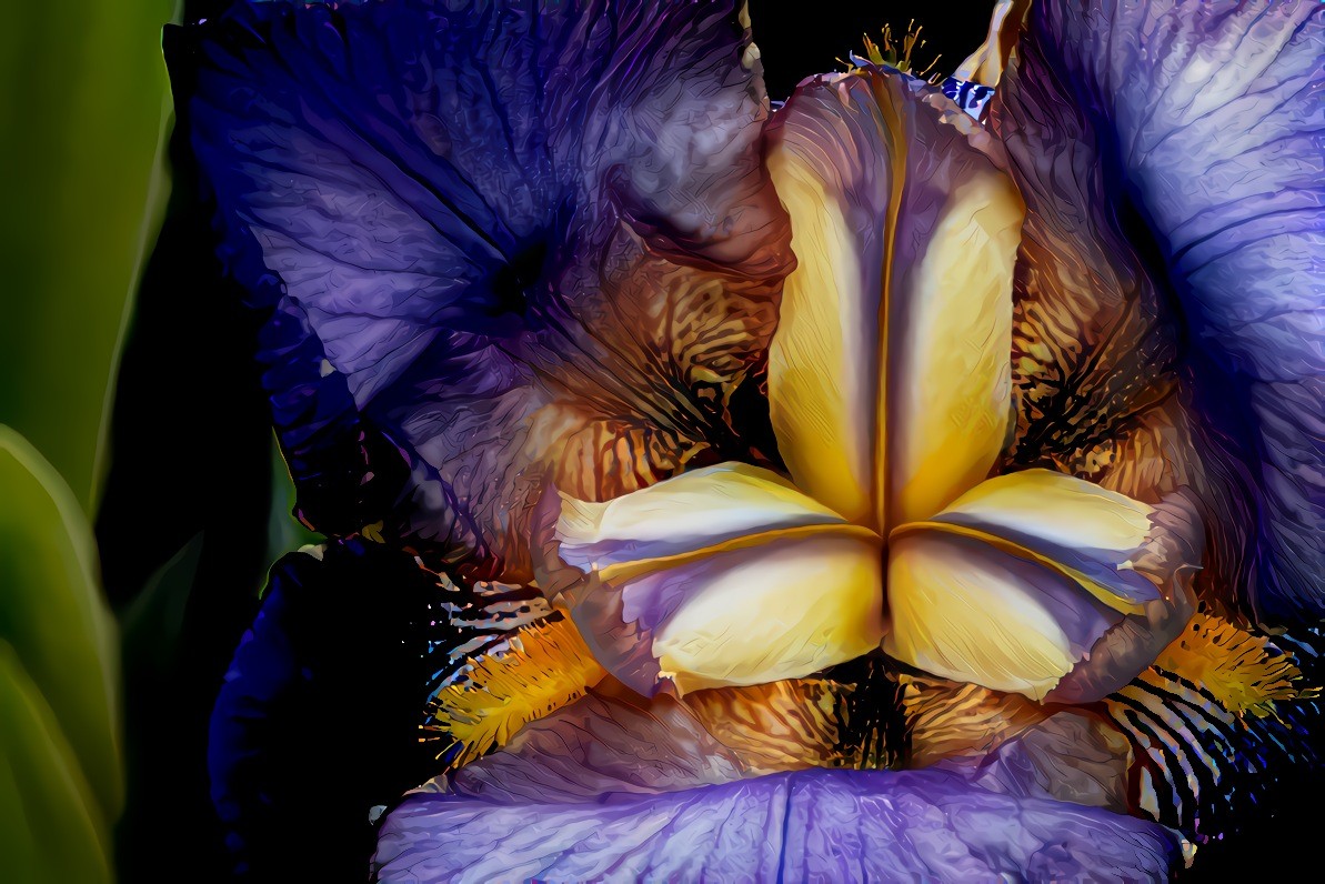 Purple Yellow Iris