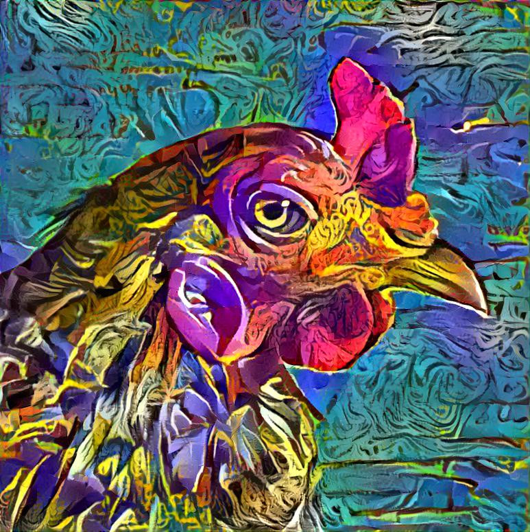 teenage rooster