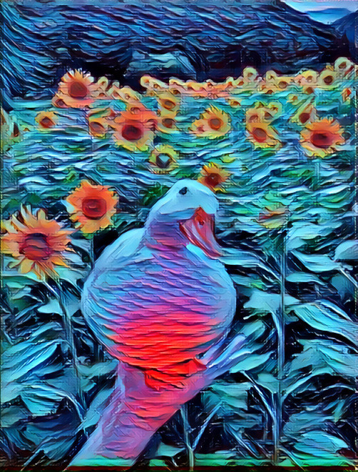 A duck