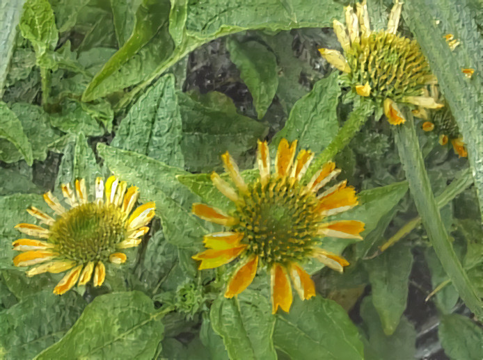 Coneflowers #3.