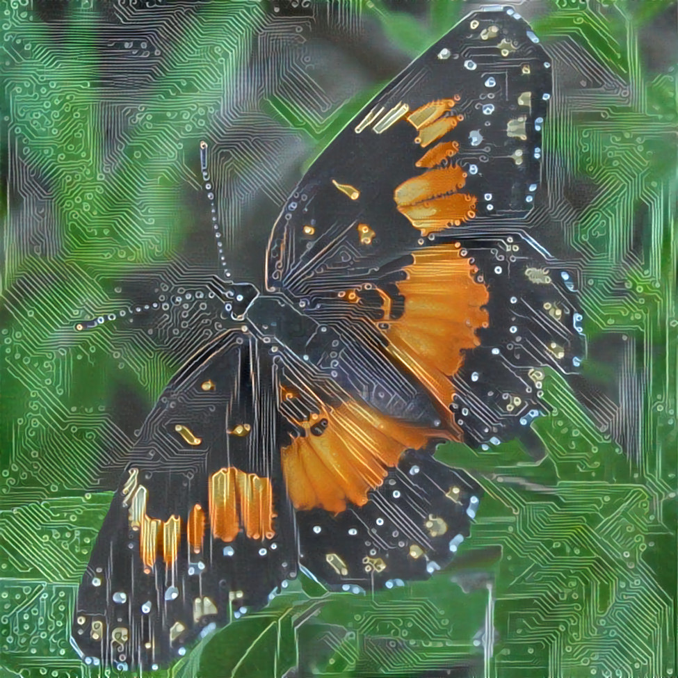 Butterfly