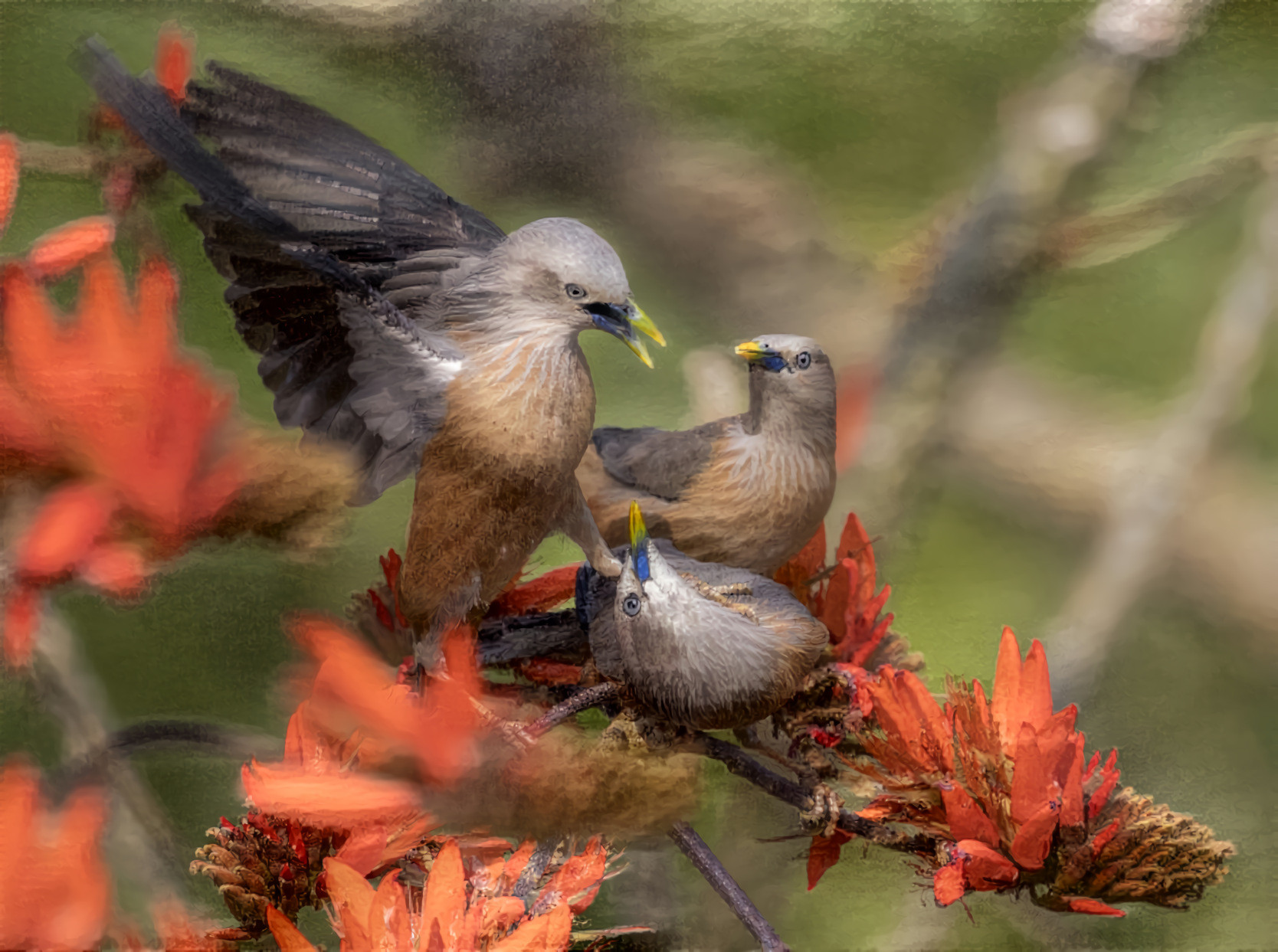 Chestnut-tailed starling, Satchari National Park, Bangladesh. Source photo by Touhid Biplob, licensed under Creative Commons Attribution-Share Alike 4.0 International license. Style, “Green River Cliffs, Wyoming” (1881), a painting by Thomas Moran.