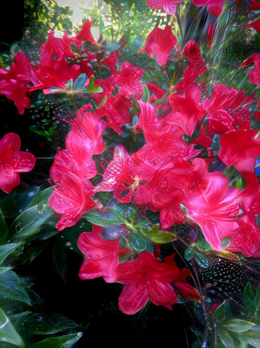 Azalea in my garden