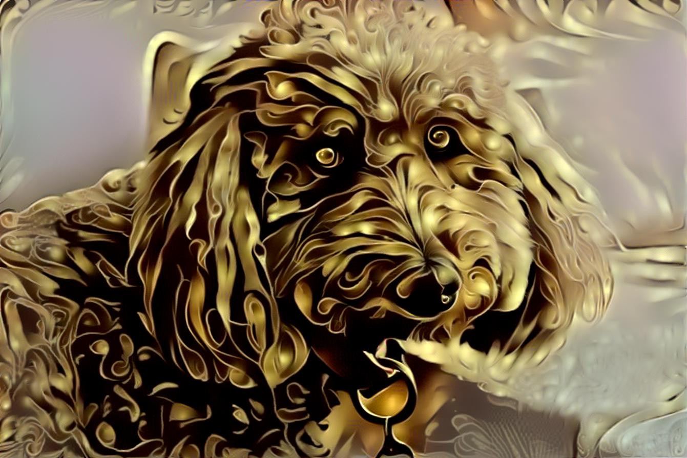 Midas Poodle