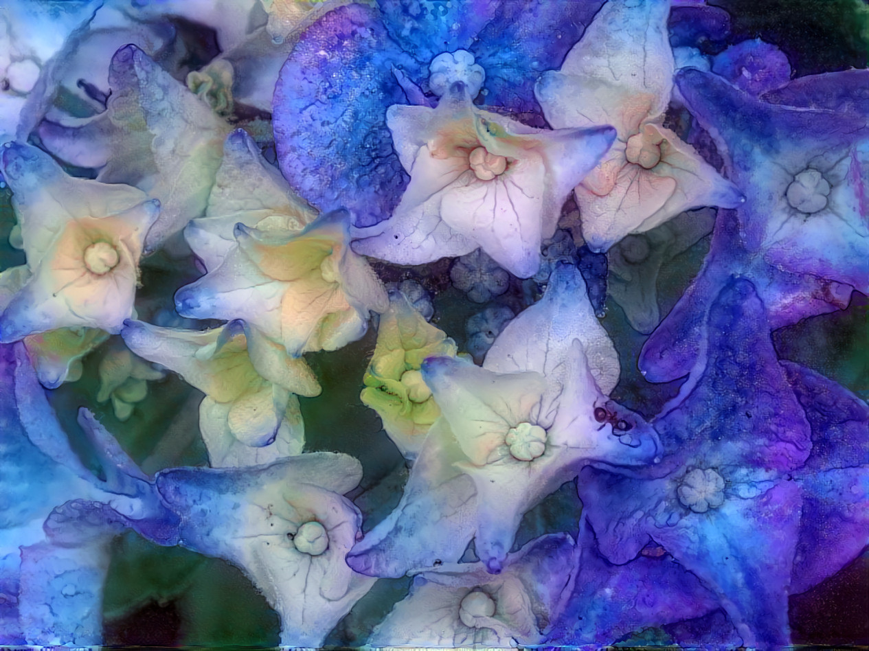 Hydrangea