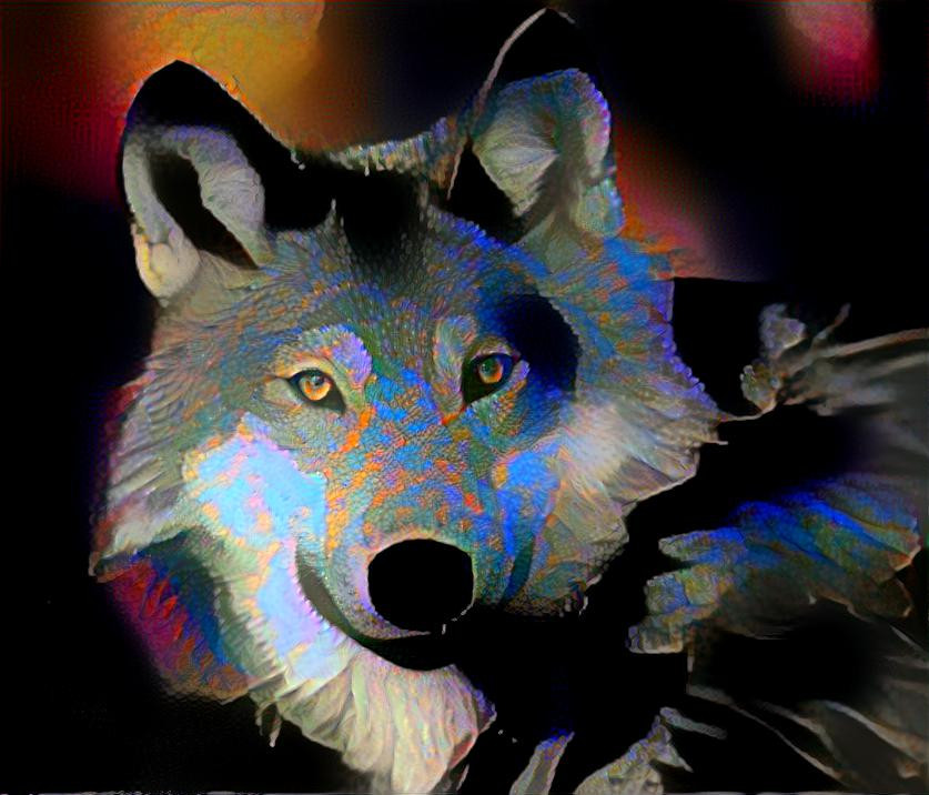 wolf at night